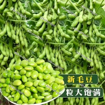 現貨 毛豆種子（100粒）四季高產新毛豆種子青黃豆種子矮生毛豆龍爪豆狗仔豆狗爪豆虎抓豆極早熟正品高產大青豆種子四季播種健