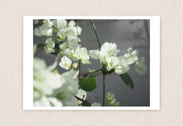 明信片 照片 No.29 – 三張一組 – 九重葛 & 白花