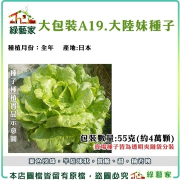 【綠藝家】00A19.大包裝大陸妹種子55克(約4萬顆)(日本進口大陸A菜) 葉色淡綠，半結球狀，質脆、甜 葉菜類大包裝