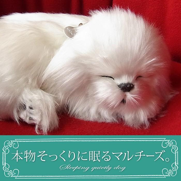 ニニアンドキノ パーフェクトペット (小サイズ) マルチーズ
