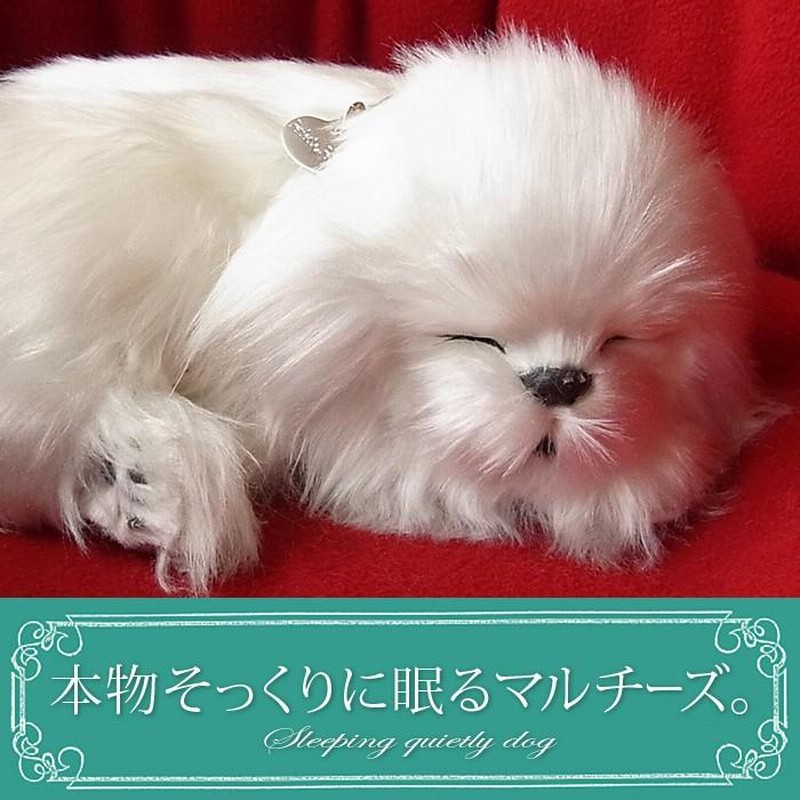 ★イヌネコ Pet好き★ ニニアンドキノ パーフェクトペット (小サイズ) 柴犬 (黒
