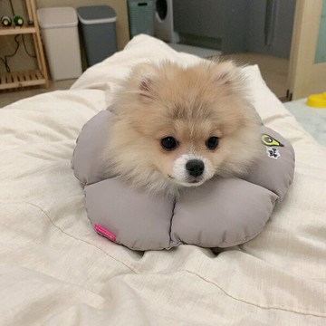 韓國【ParisDog】舒適好眠伊莉莎白頸圈 寵物頸圈