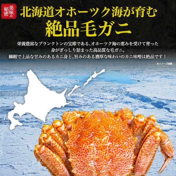 毛ガニ オホーツク海 北海道産 約600g×2杯セット 最上級ランク 堅蟹 たてがに 身入り90％以上 ボイル 冷凍クール便 ギフト お取り寄せグルメ