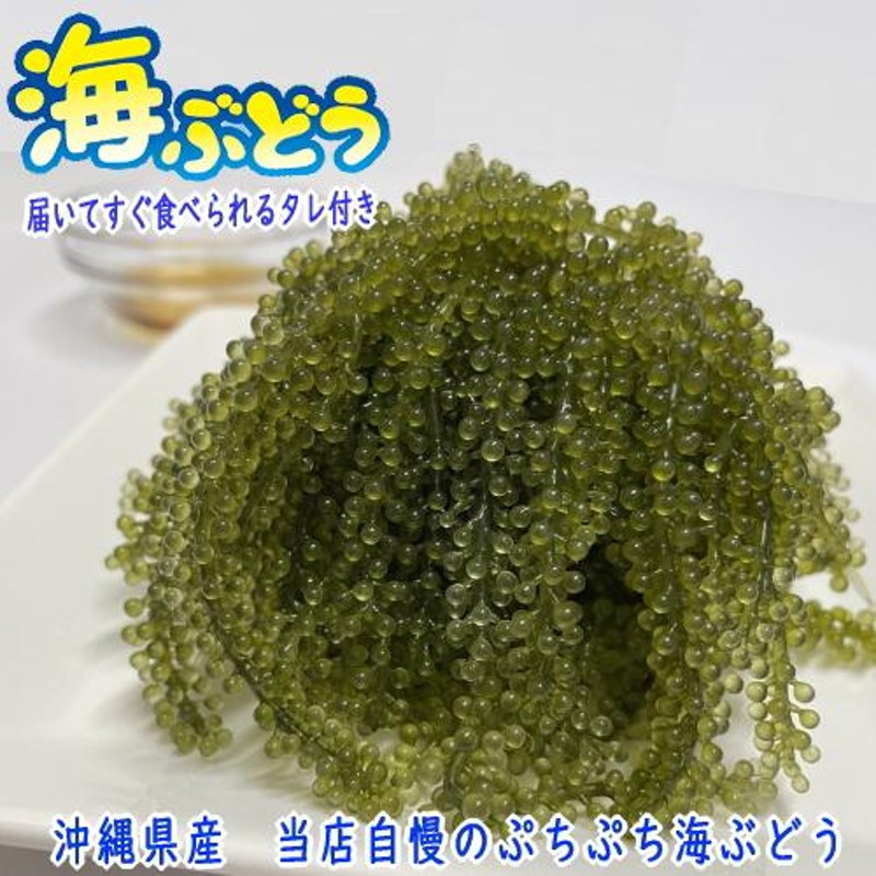 沖縄県産 感謝の海ぶどう 50g×1袋 タレ付 シール付 化粧箱なし