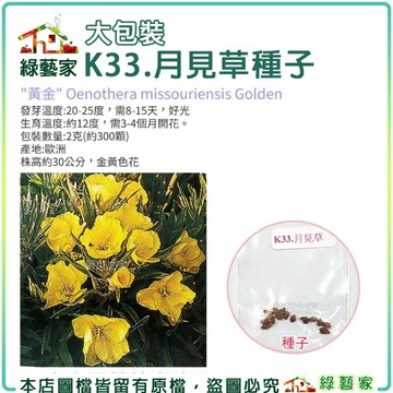 【綠藝家】大包裝K33.月見草種子2克(約300顆)(株高約30公分，金黃色花.香草種子)