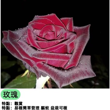 🌹台灣新品七彩玫瑰花種子 稀有薔薇玫瑰花種子 四季開花 陽台庭院盆栽 容易栽種 香花植物  送禮自種 開花不斷