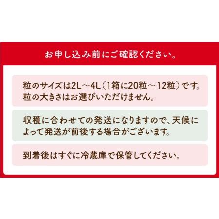 ふるさと納税 王様のいちご いちごさん 800g（400g×2箱）フルーツ 果.. 佐賀県江北町