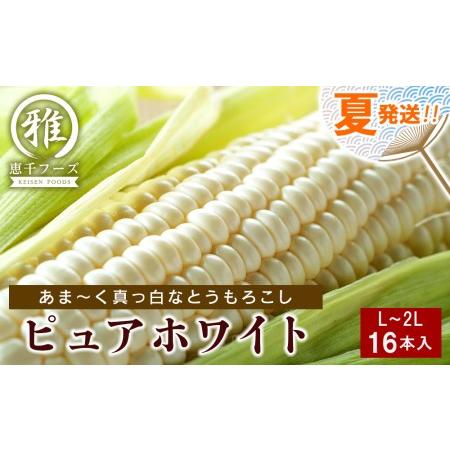 ふるさと納税 2024年夏発送 白いとうもろこし ピュアホワイト L〜2L 16本 北海道千歳市