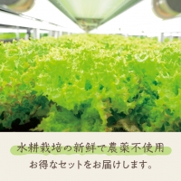 植物工場産野菜・お徳用６セット（６ヶ月契約）１セット×6回