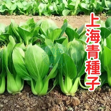 臺灣現貨現發🔥 【上海青種子】居家自種快速收成 四季可播超好種  新手園藝必備 四季陽台盆栽蔬菜種子