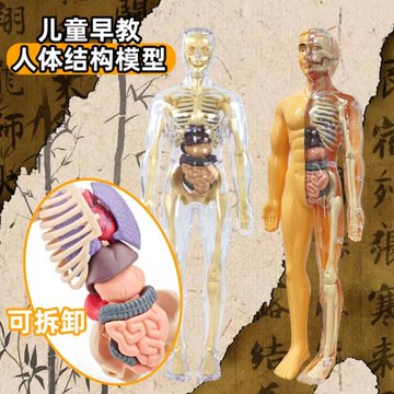 跨境3D人體骨骼模型兒童醫學STEAM早教拼裝內臟器官骨架科教玩具