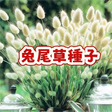 次日達-（兔尾草種子大全）當季新籽 發芽率高 產量高 軟萌可愛春季開花庭院陽臺易種新手花卉 陽台庭盆栽 #超優惠