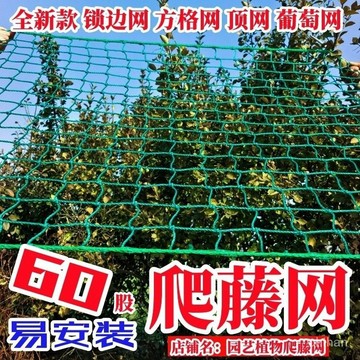 🌸臺灣48H出🌸2米 3米寬園藝植物爬藤網瓜網苦瓜絲瓜黃瓜豆角葡萄百香果藤蔓攀爬網搭架網 加粗爬藤網 瓜果種植網 防護網