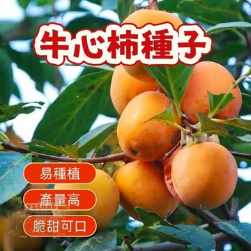 🔥（牛心柿子種子） 當季新籽 發芽率高 新手易種植 營養豐富 脆甜可口 長勢較快 陽台庭院盆栽#超優惠