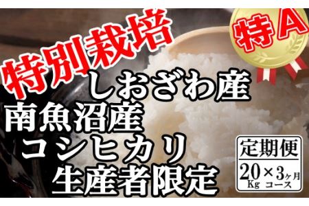 特別栽培 生産者限定  南魚沼しおざわ産コシヒカリ