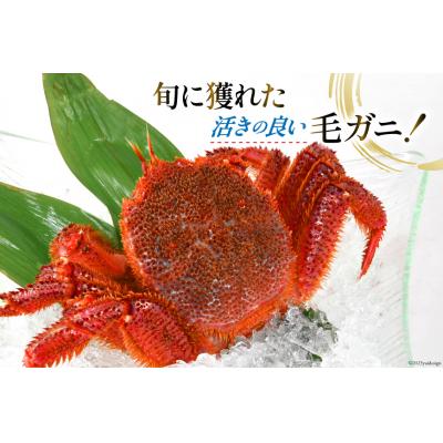 ふるさと納税 気仙沼市 三陸産 浜ゆで毛ガニ 500g前後×2尾 村東商店 宮城県 気仙沼市 20562147]