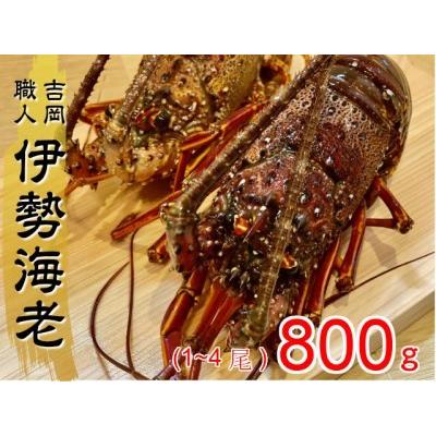 ふるさと納税 伊勢海老 800g 以上 1尾から4尾 活き伊勢海老 イセエビ えび 高知県 須崎市 伊勢海老 刺身伊勢 海老蒸し 伊勢海老 海鮮丼 伊勢えび.. 高知県須崎市