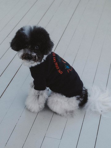 Gaspard et Lisa X eveningbrings Pet Apparel