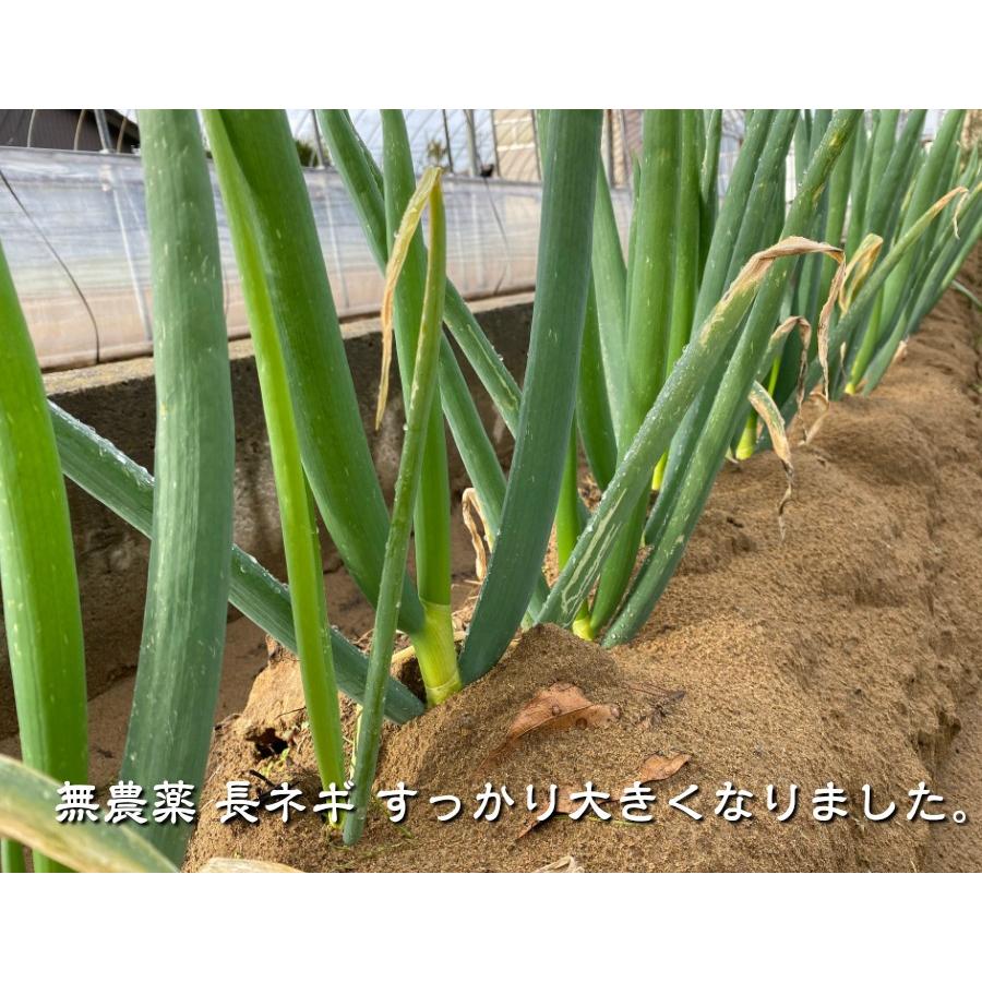 無農薬 EM農法 長ネギ 3本