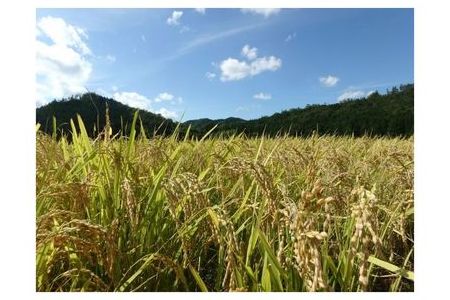 京都・神前米 キヌヒカリ 5kg×3回☆精米したてをお届け≪減農薬 自家栽培米 生産農家 直送 新米 令和5年産 精米 クリーン白米≫