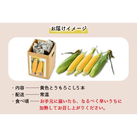 ふるさと納税 秋とうもろこし 5本 おおもの 黄色 朝採り ／ 期間限定 数量限定 ハウス栽培 産地直送 甘い スイートコーン とうも.. 福井県あわら市