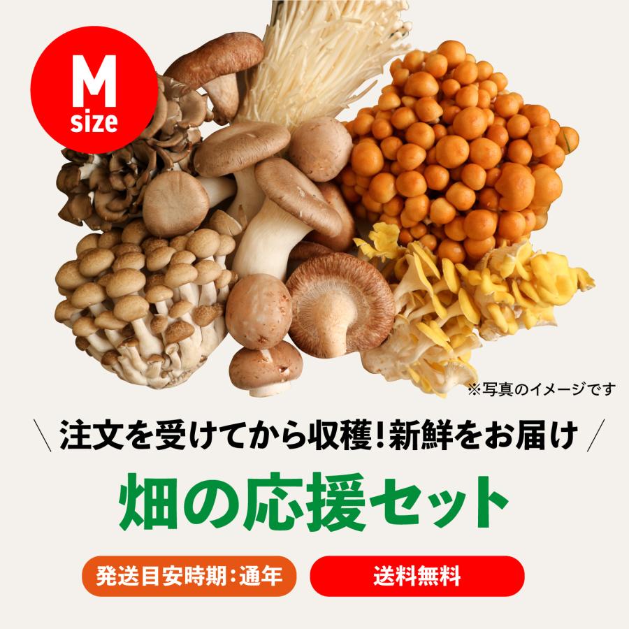 野菜のカネマツ 畑の応援セットM