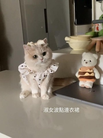 【可開發票】可愛貓咪小裙子春夏季衣服公主風貓咪裙子博美比熊衣服春夏季小型犬衣服