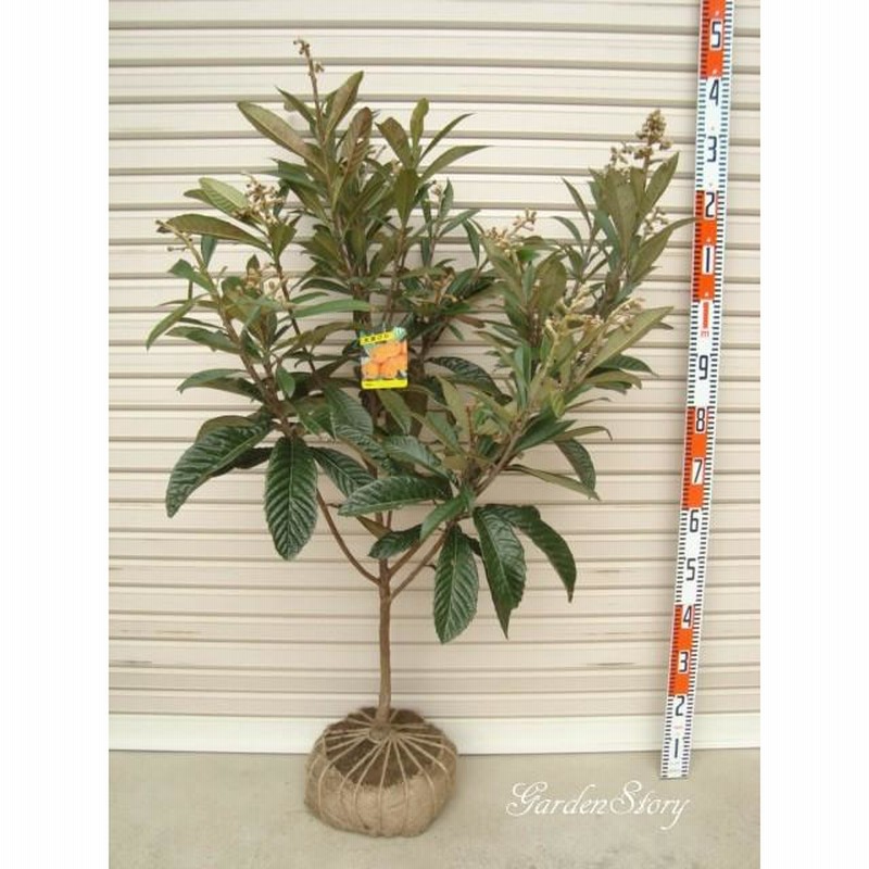 ビワ苗木【なつたより】枇杷　PVP登録品種 枇杷、ビワ（なつたより）：果樹苗 PVP商品（種苗法登録品種） ビワ苗