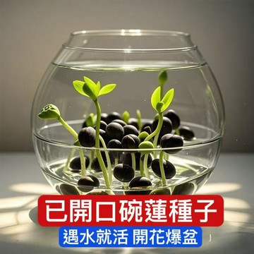 超全品種稀有已開口碗蓮種子大型碗蓮種子 三天包發芽 發芽率95%以上 已開口 大型睡蓮種子 四季播種 水培植物碗蓮種子