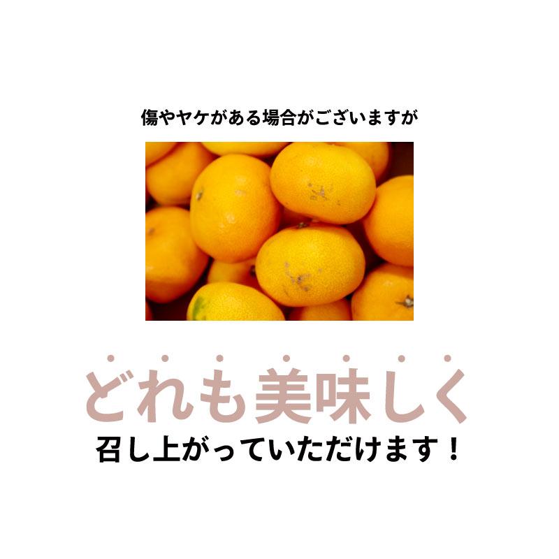 みかん 温州みかん 5kg 送料無料 ＜12月上旬より出荷予定＞ サイズ混合 小玉あり 柑橘 訳あり 小粒 甘い 蜜柑 産地直送 農家直送