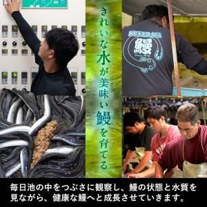 ふるさと納税 くすだ屋の極上うなぎ 2尾(180g×2)＜計360g以上＞ a6-015 鹿児島県志布志市