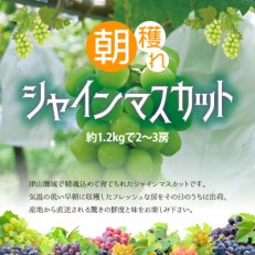 岡山県産 朝採れシャインマスカット  2〜3房で約1.2kg