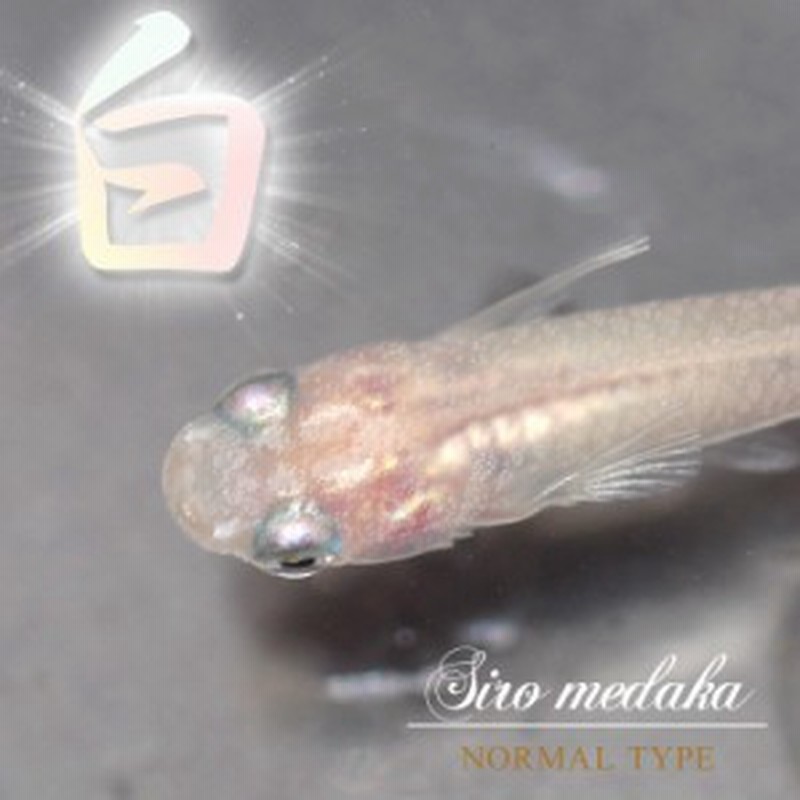 日淡) 白メダカ （約２-３cm）（３匹） 【水槽/熱帯魚/観賞魚/飼育 