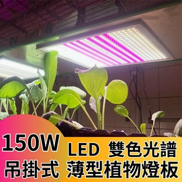 【君沛植物燈】LED植物燈 150瓦 量子板 植物層架燈板 雙色溫 植物燈板 裸版 led燈板