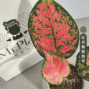 【拈花x研植】紅祥鶴粗肋草│3.5吋水泥盆│窗邊植物│新手植物│淨化空氣│招財植物│觀葉植物│質感盆栽