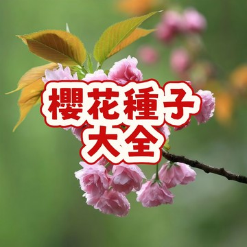 次日達-【櫻花種子大全】今年新籽 開花爆滿  花期長  新手易種植  陽台庭院盆栽 觀賞性強   #超優惠