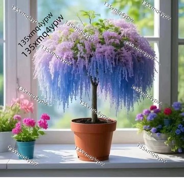 台灣現貨 流蘇樹種子（250粒）四季開花濃香 流蘇花簡單好養室內外植物陽臺庭院盆栽觀賞花卉 耐寒耐熱 多年生