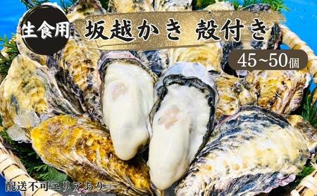 牡蠣 生食用 坂越かき 殻付き 45～50個[ 生牡蠣 真牡蠣 かき カキ 冬牡蠣