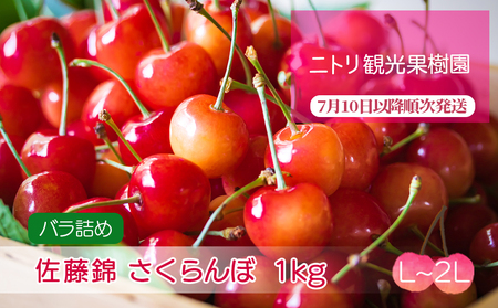 2024年発送令和6年産 フルーツ王国余市産 佐藤錦 L～2L バラ詰め さくらんぼ 500g ×2 フルーツ 果物 北海道 余市町 季節限定_Y074-0084