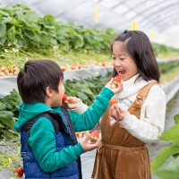 佐賀県産 れんこんと紅白いちごのセット：B025-009