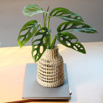 水培植栽│窗孔龜背芋_室內植物 辦公室盆栽 店內擺設