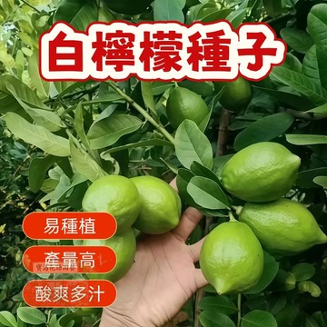 🍋白檸檬種子  四季盆栽檸檬樹種子多年生果樹南北部  高產水果種子 水果盆栽 四季種植    #Lemon