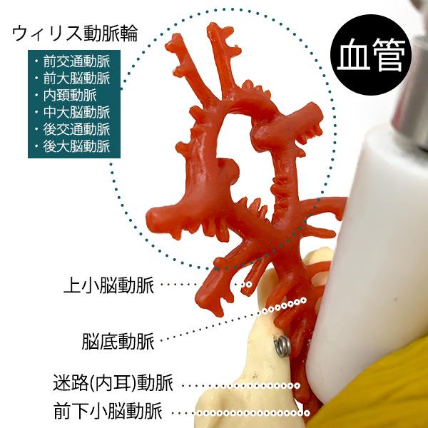 7ウェルネ 脊椎模型 人体模型 主要筋 靭帯 神経 血管 付 実物大 骨格模型 骨格標本 骨模型 骸骨模型 人骨模型 骨格モデル 人体モデル