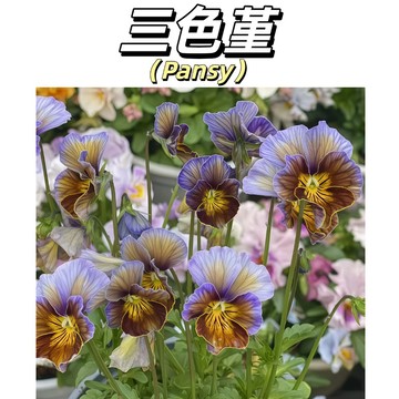 （快速出貨）耐寒三色堇種子 四季開花七彩皺邊小角堇 陽台盆栽花卉室外戶外花籽 開花超美 新手易種