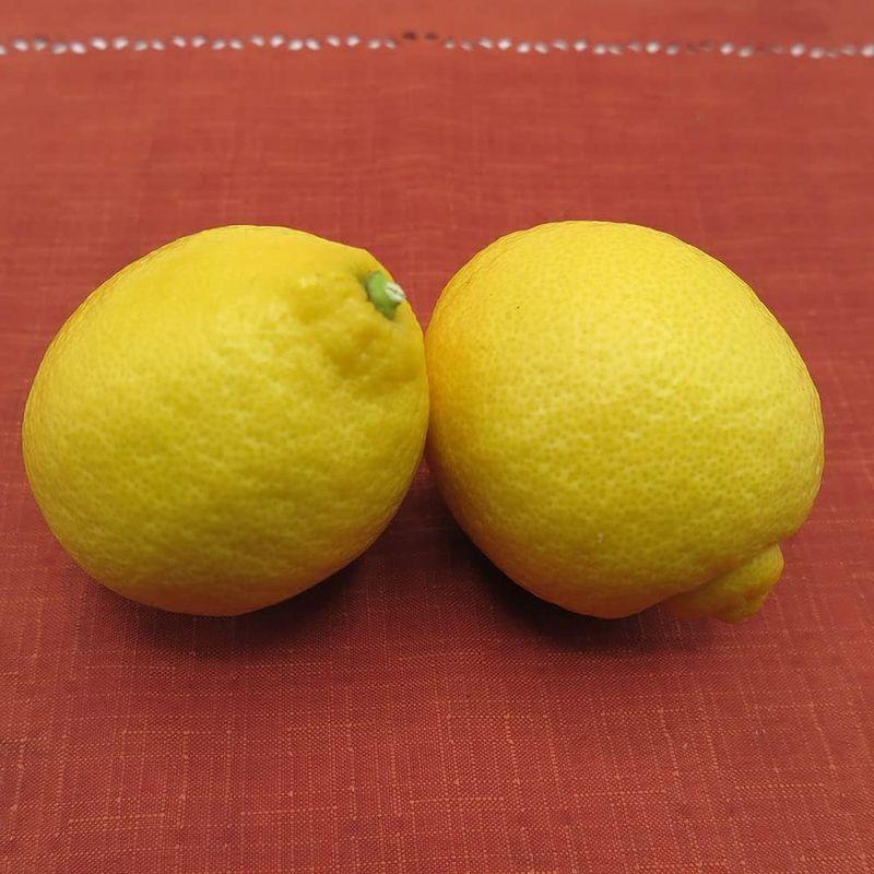 愛媛県産 レモン5kg 秀品 みためおいしさ 安心の国産レモン 産地直送 清家ばんかんビレッジ