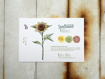 在地花卉明信片 - 第10天 如同陽光