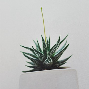 【微瑕特惠】【福利品】小鮮綠之希望不遠處 - 植物掛畫/療癒掛畫