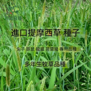 台灣兔草提摩西種子 寵物牧草貓草替代 室內盆栽貓草鼠兔天竺鼠龍貓飼草草籽 易種植綠化裝飾
