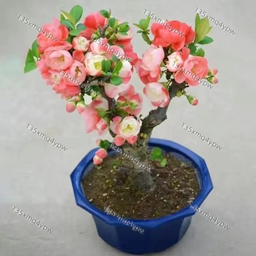 台灣現貨 海棠花種子（250粒） 四季海棠 觀花植物 陽台盆栽 庭院種植 多年生花卉 新鮮種子 附種植教學 四季開花
