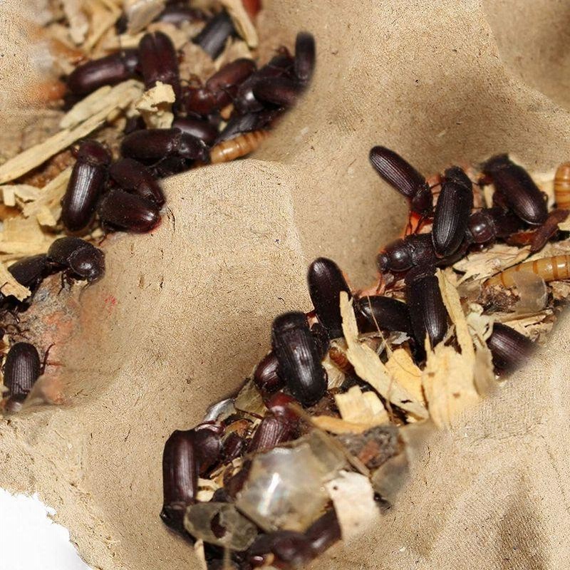 POPETPOP 昆虫 ハウス 卵トレー 卵パック 紙製 コオロギ デュビア 昆虫飼育用 繁殖用 20枚セット 通販  LINEポイント最大0.5%GET LINEショッピング